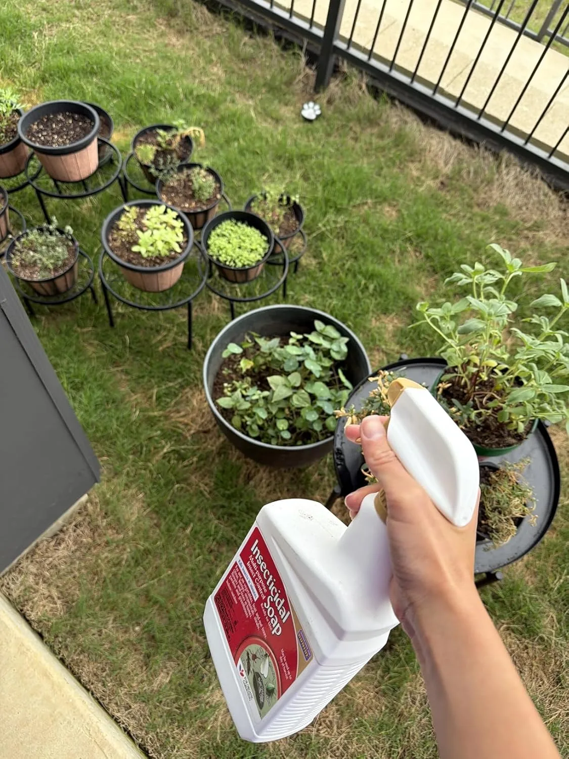 Customer photo of camellia scale infestation on plant leaves and stems