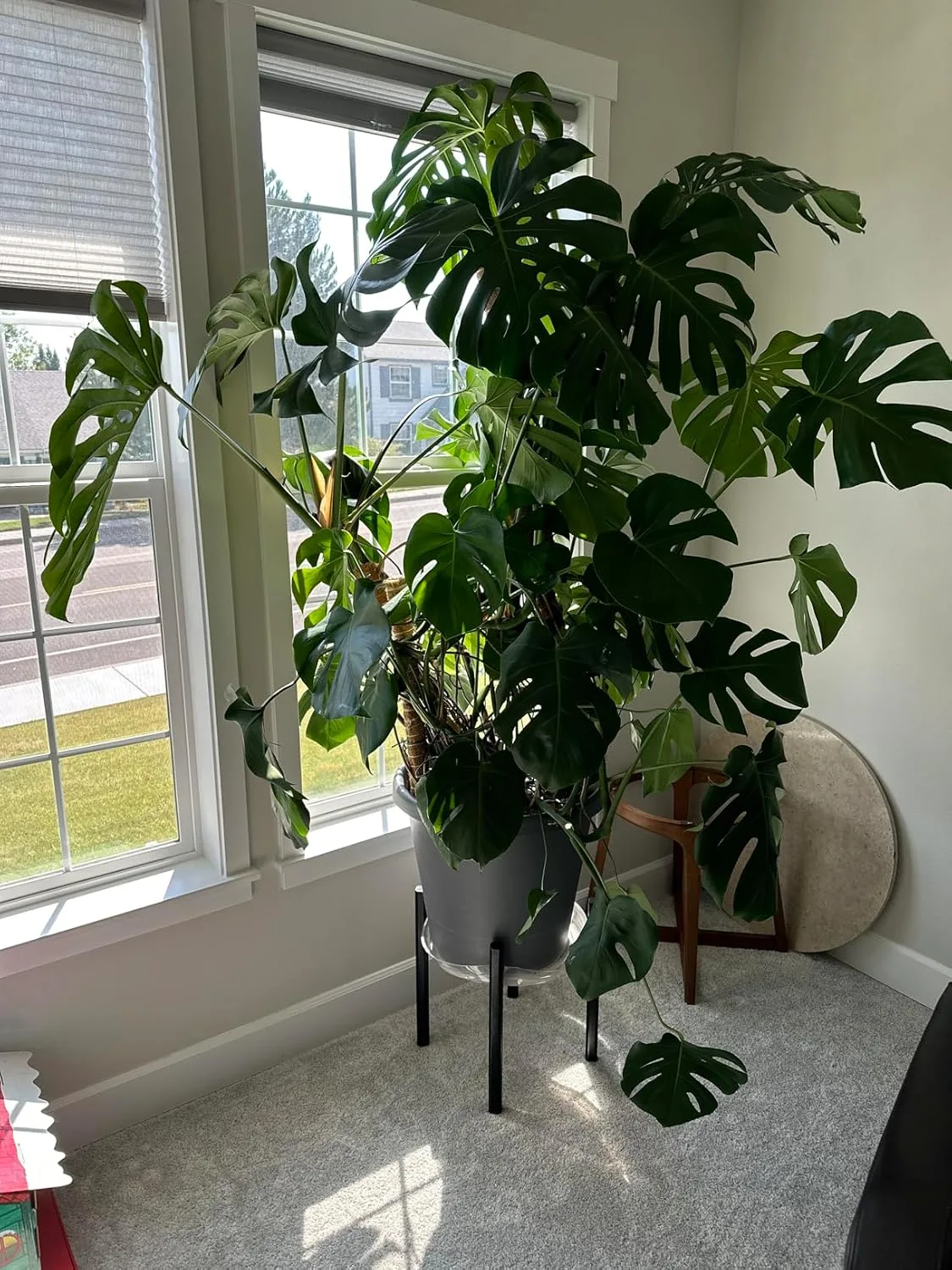 Customer photo of horticultural oil spray bottle applied to camellia plant leaves