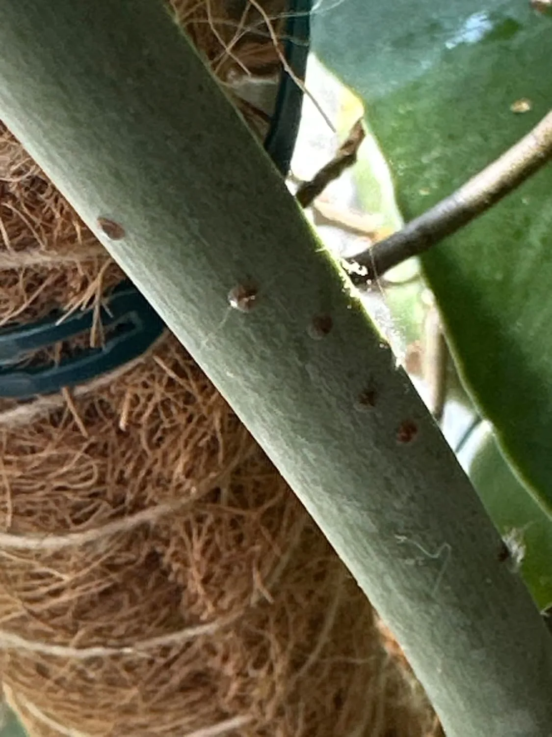 Customer photo of camellia plant leaves treated with horticultural oil spray
