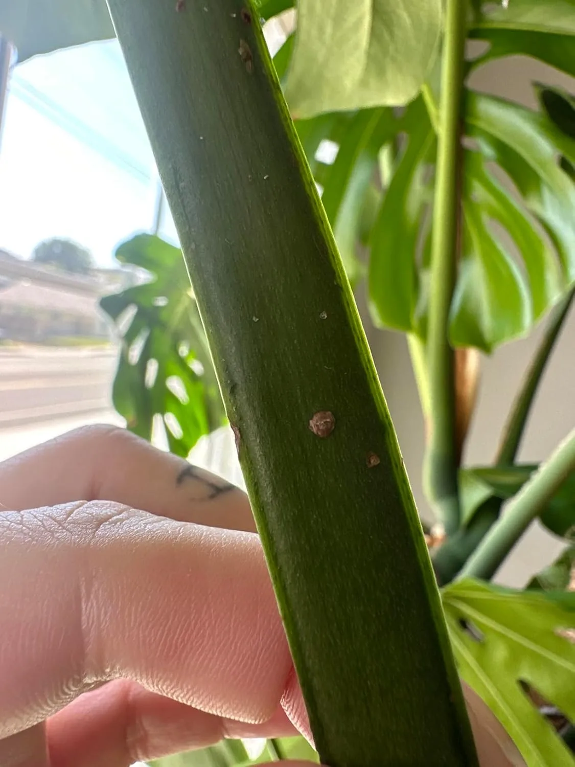 Customer photo of camellia plant leaves treated with horticultural oil showing pest control results