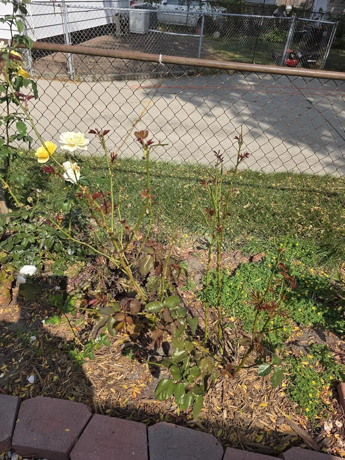 Customer photo of camellia flowers showing petal blight damage before Daconil fungicide treatment