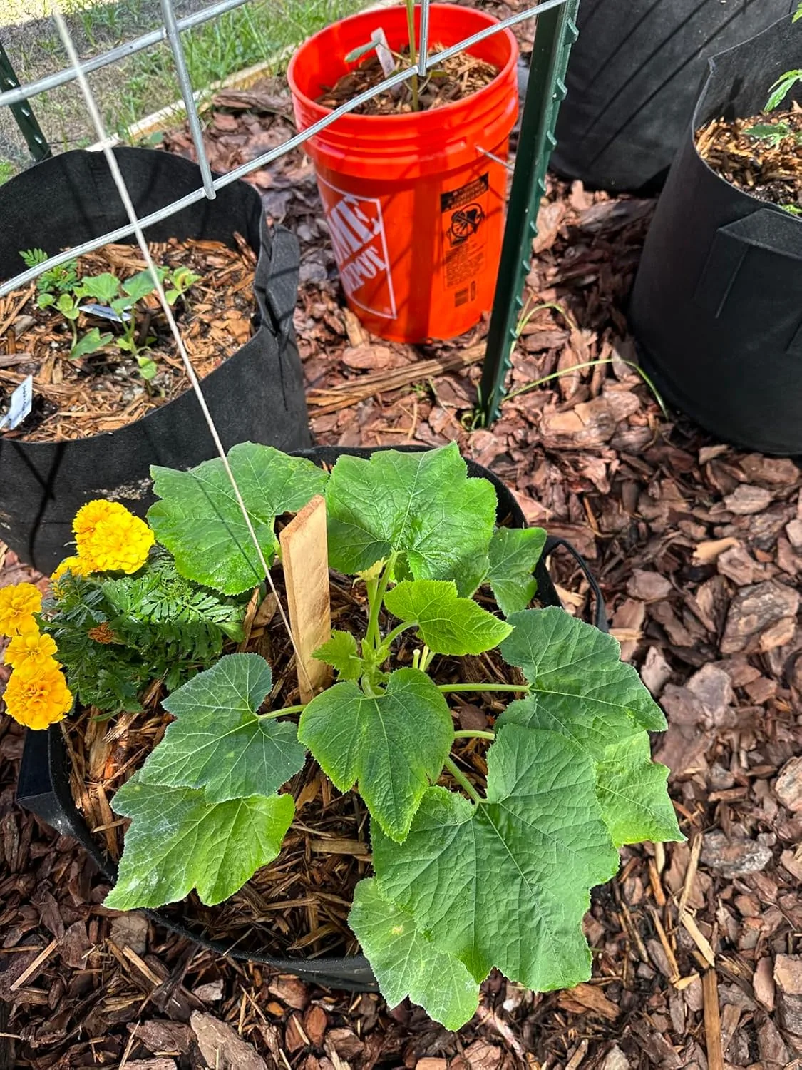 Customer photo of pest damage on camellia leaves from common garden insects
