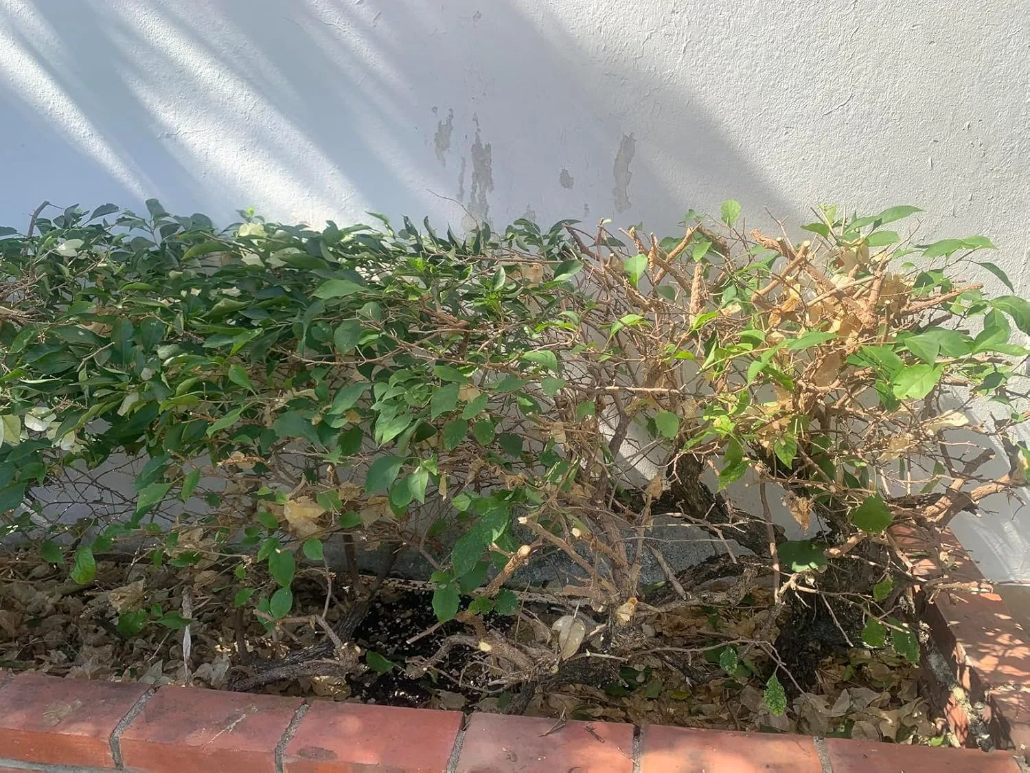 Customer review photo for Air Layering vs. Cuttings: The Best Way to Propagate Camellias