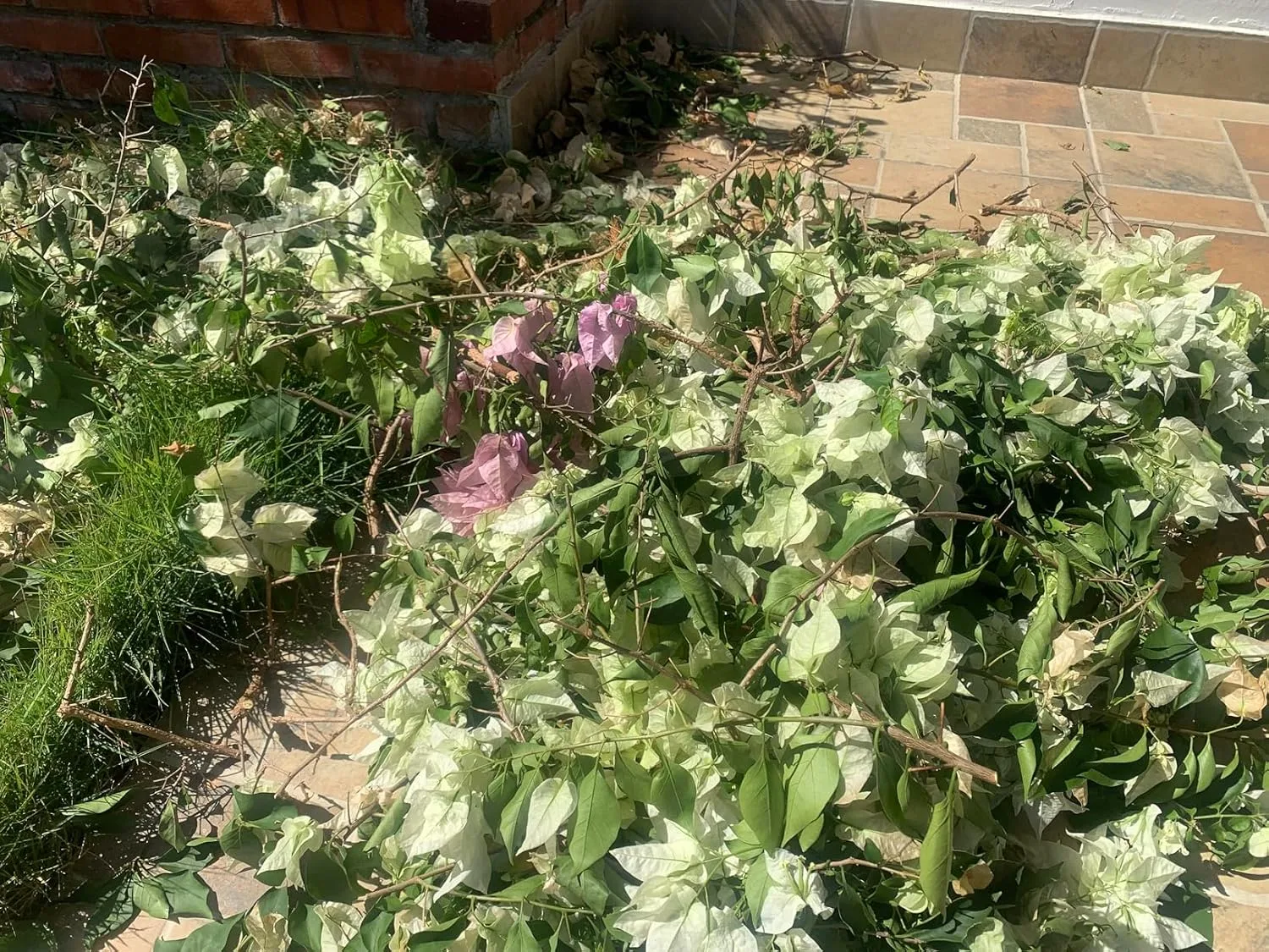 Customer photo of camellia cuttings prepared for propagation in propagation medium