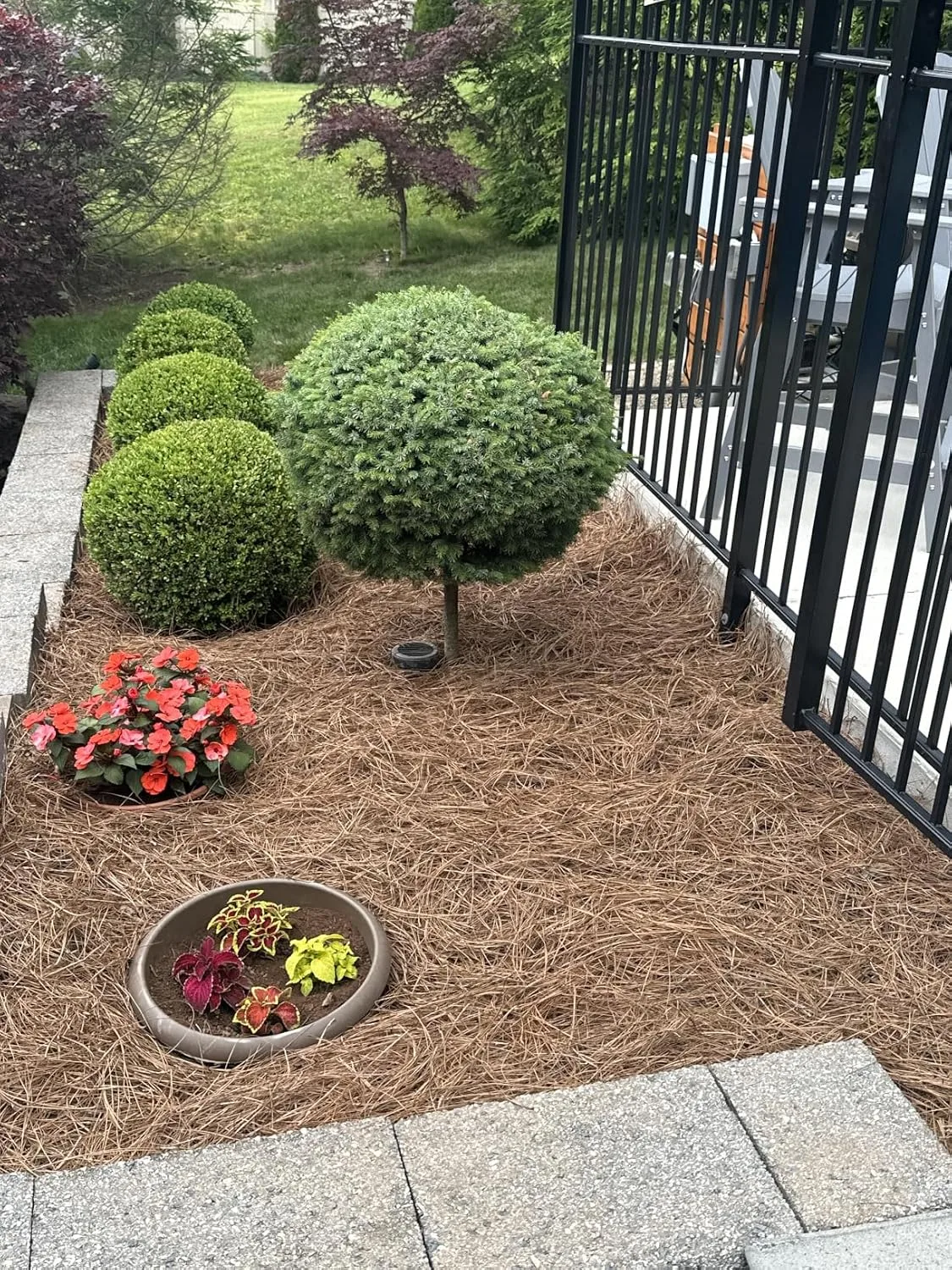 Customer review photo for Landscaping Tips and Tricks for Beautiful Camellia Gardens
