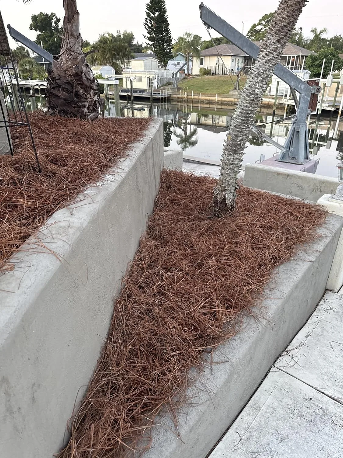 Customer review photo for Landscaping Tips and Tricks for Beautiful Camellia Gardens