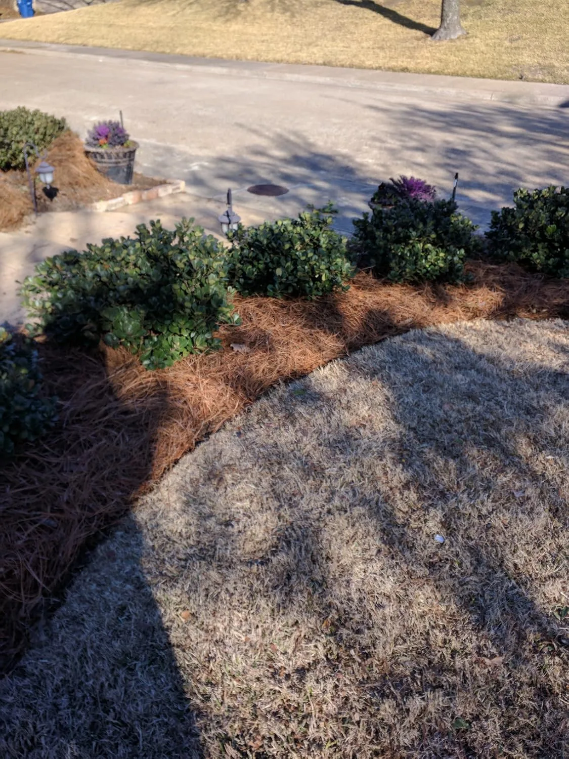Customer photo of healthy camellia plants with vibrant pink blooms in garden landscape