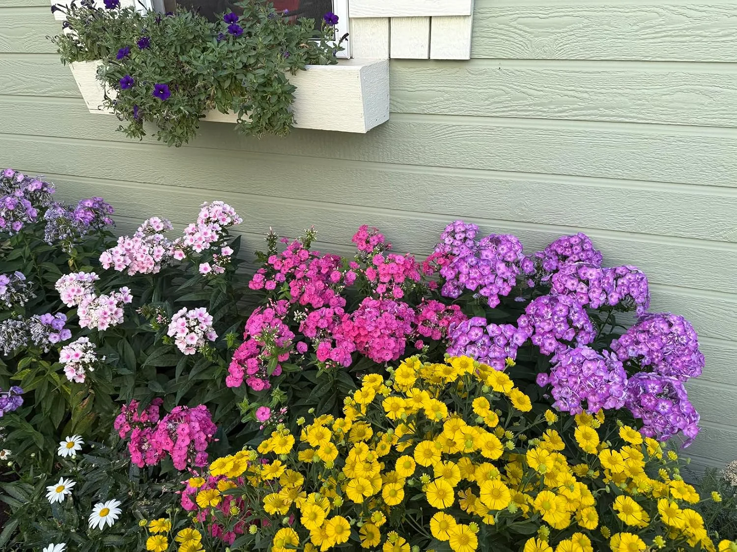 Customer photo of Espoma Bio-Tone organic fertilizer bag next to potted camellia plant