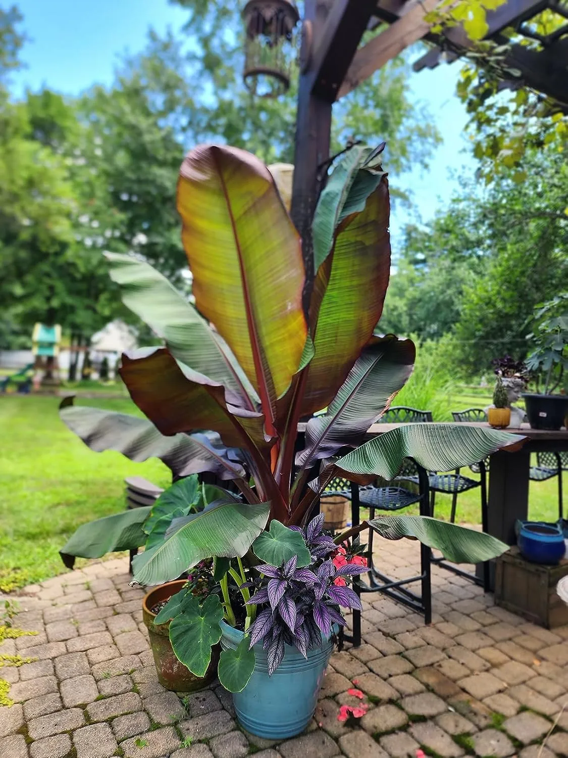 Customer photo of healthy camellia plant with lush green foliage after using Espoma Bio-Tone