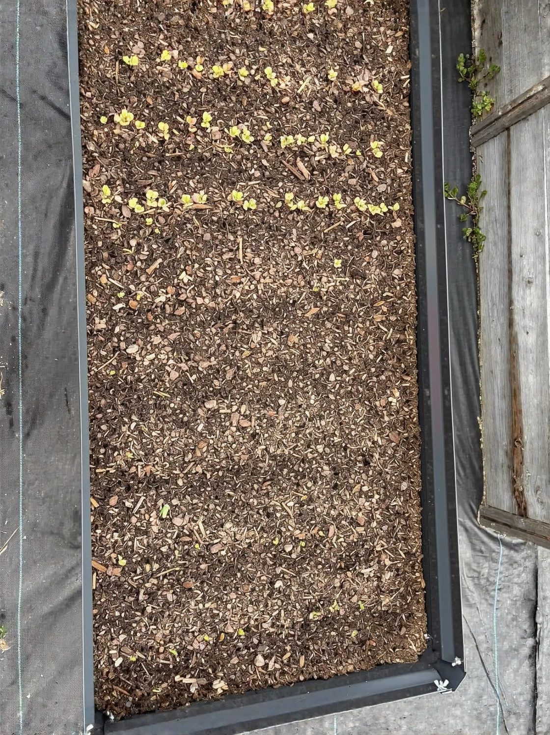 Customer photo of drainage amendment mixed into waterlogged camellia garden bed soil