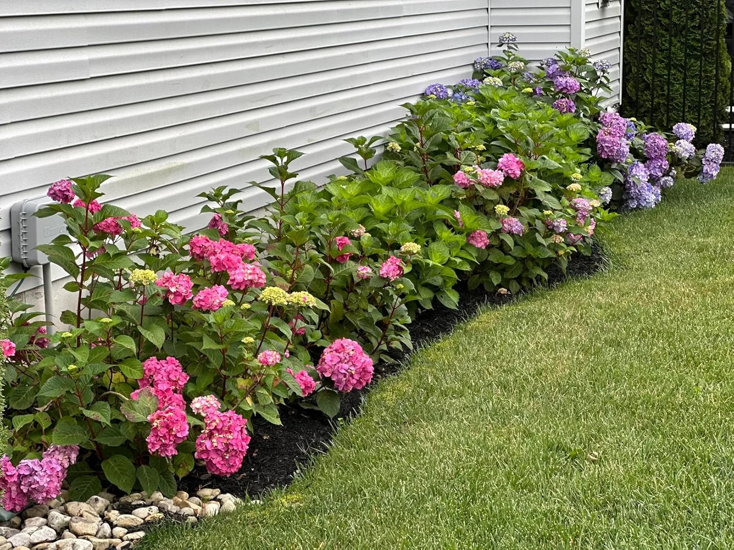Customer photo showing vibrant pink camellia blooms after two seasons of Holly-Tone fertilizer application