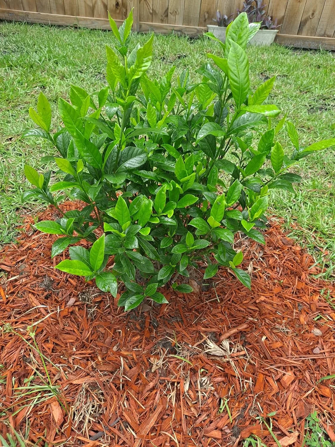 Customer photo of healthy camellia blooms after two seasons of Holly-Tone fertilizer application