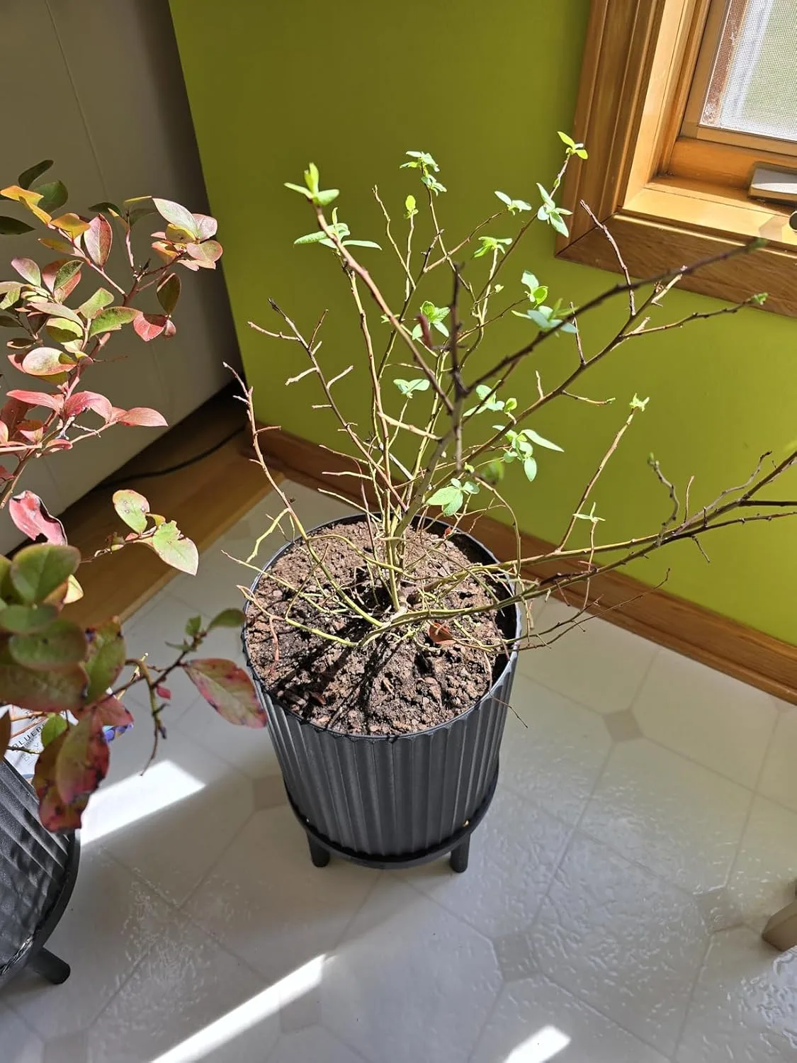 Customer photo of fragrant camellia bush with delicate pink flowers in bloom