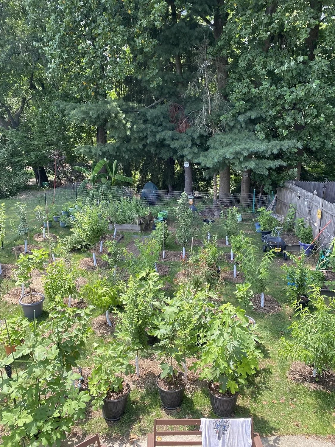 Customer review photo for Complete Guide to Camellia Soil Conditions: Creating the Perfect Foundation