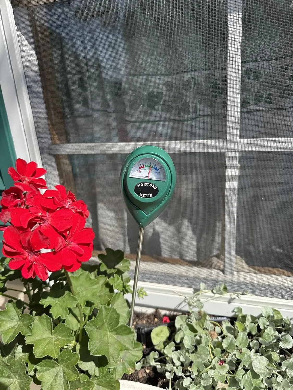 Customer review photo for Solving Common Camellia Bush Problems: A Troubleshooting Guide for Healthy Plants
