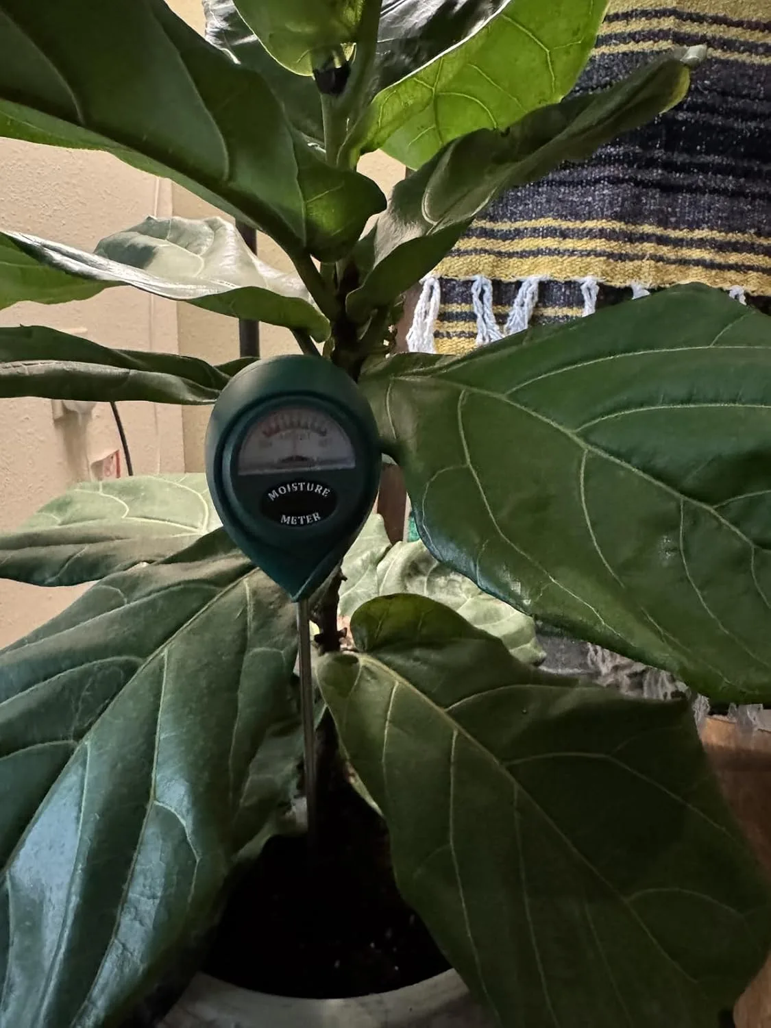 Customer review photo for Solving Common Camellia Bush Problems: A Troubleshooting Guide for Healthy Plants