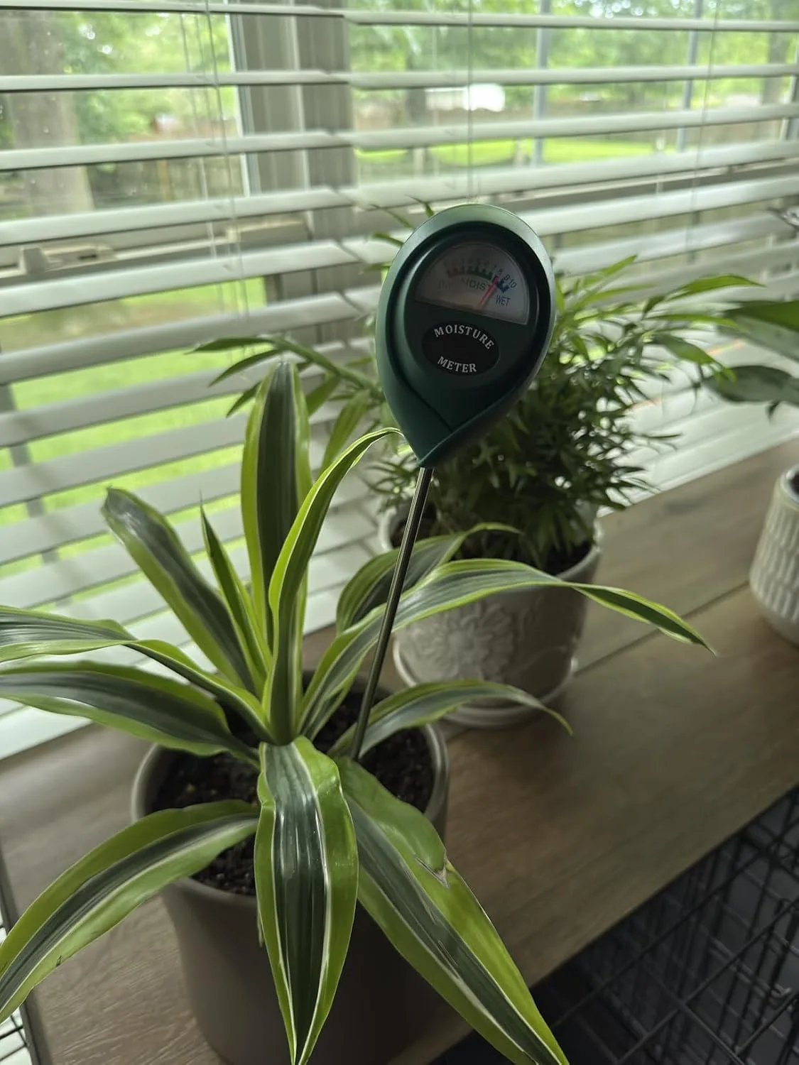 Customer review photo for Solving Common Camellia Bush Problems: A Troubleshooting Guide for Healthy Plants
