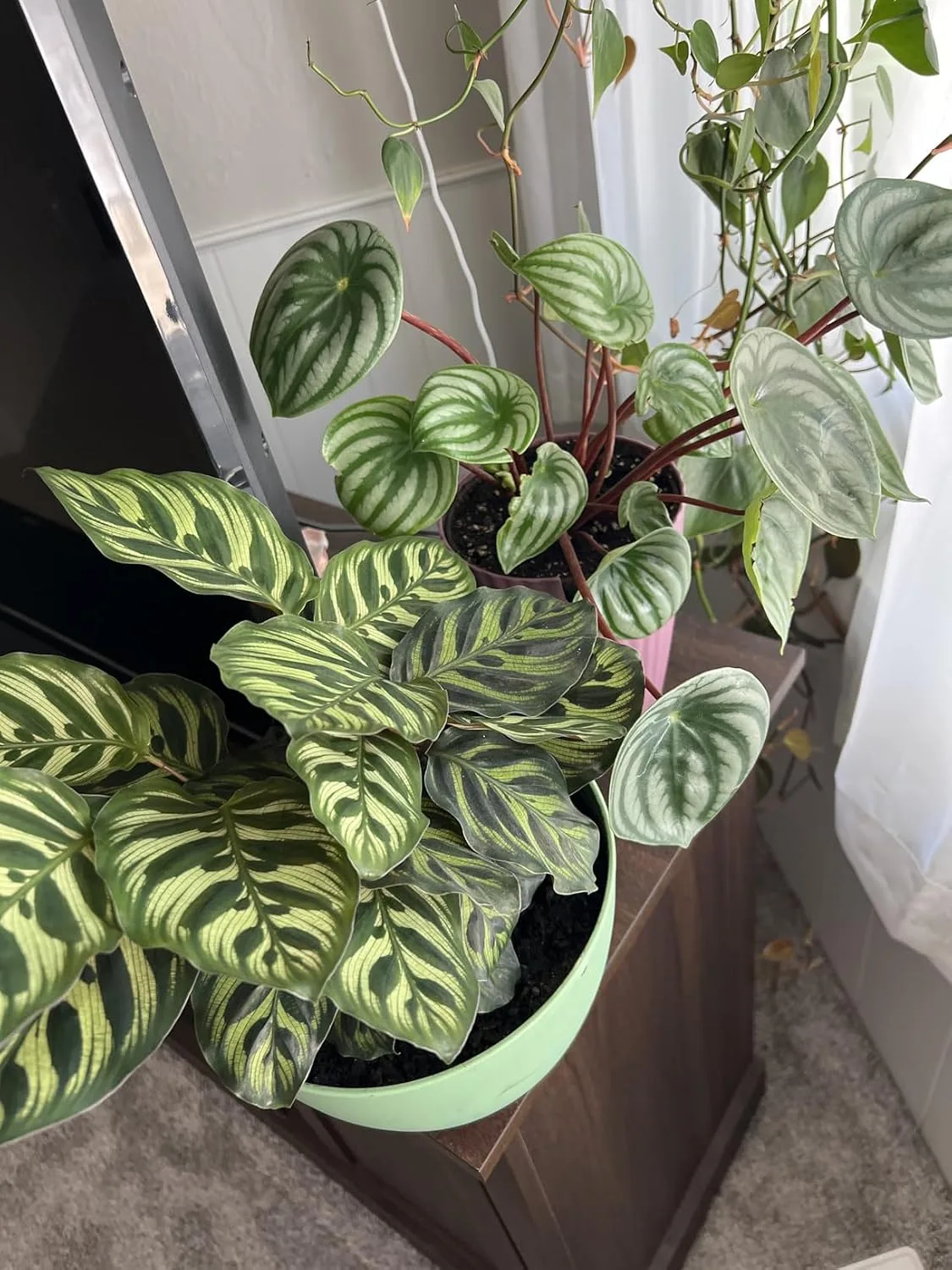 Customer review photo for Choosing Camellias: A Guide to Bloom Periods and Care