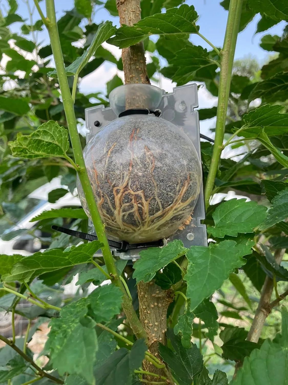 Customer review photo for How to Air Layer Camellias: A Complete Guide to Propagation