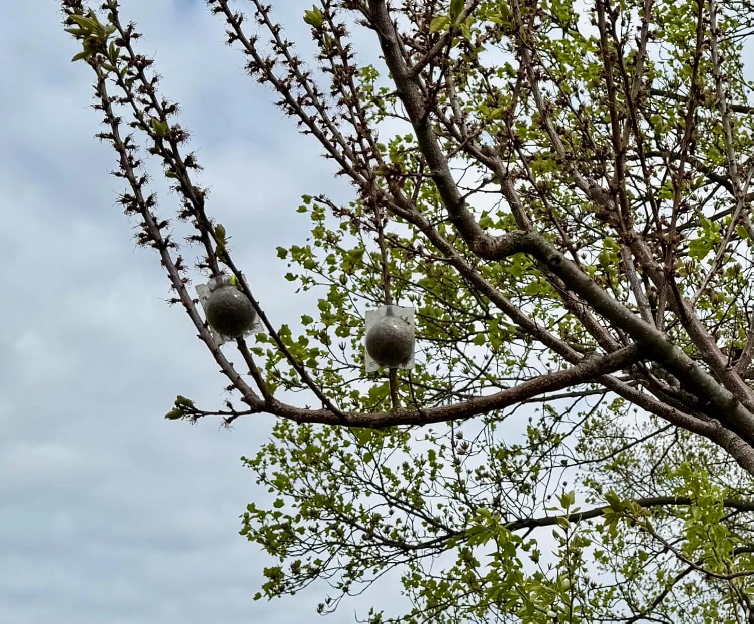 Customer photo of air layering setup on camellia branch with moss wrapping