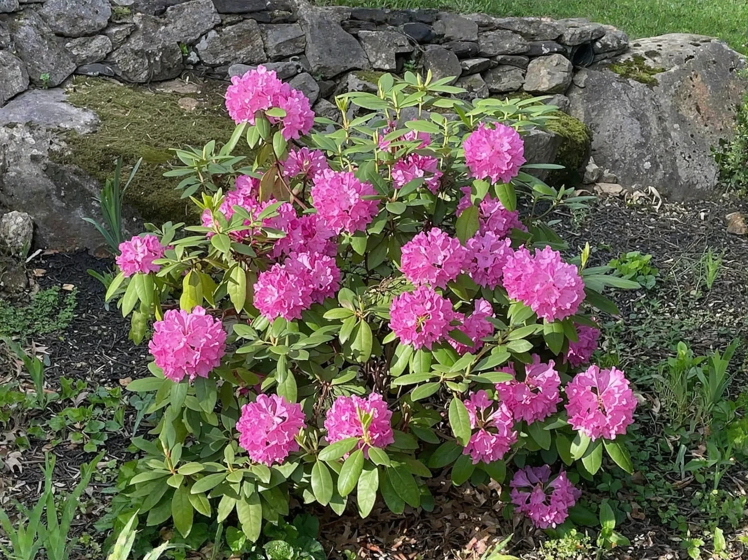 Customer photo of healthy camellia plant with pink blooms in full flower