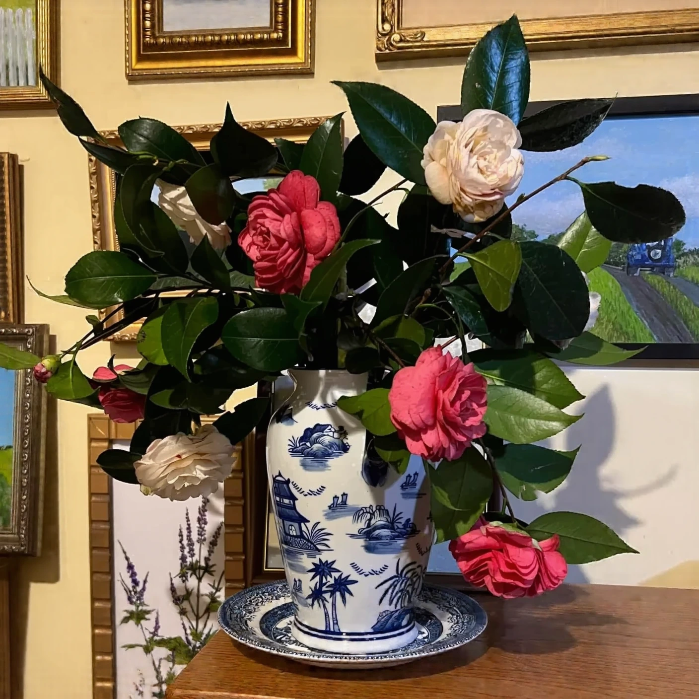 Customer photo of blooming camellia plant with pink flowers in full bloom