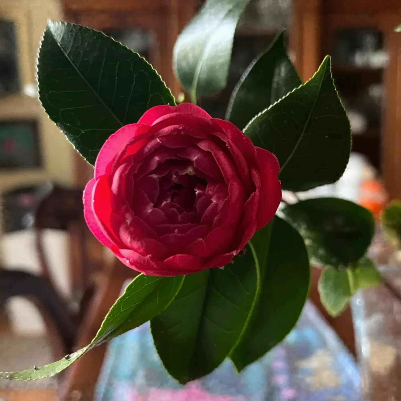 Customer photo of blooming camellia flowers in full pink bloom on plant