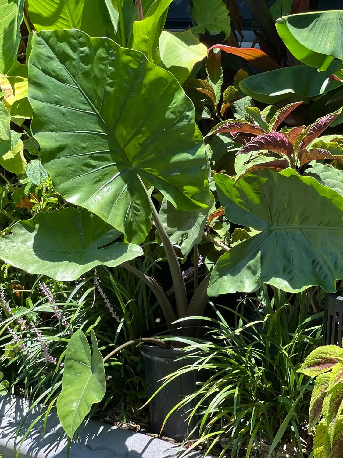 Customer photo of Osmocote fertilizer pellets in potted camellia soil