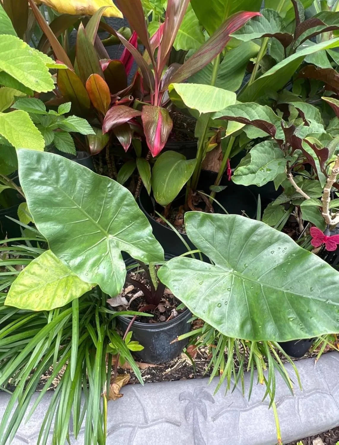 Customer photo of healthy potted camellia plant with lush green foliage and vibrant blooms after using Osmocote fertilizer