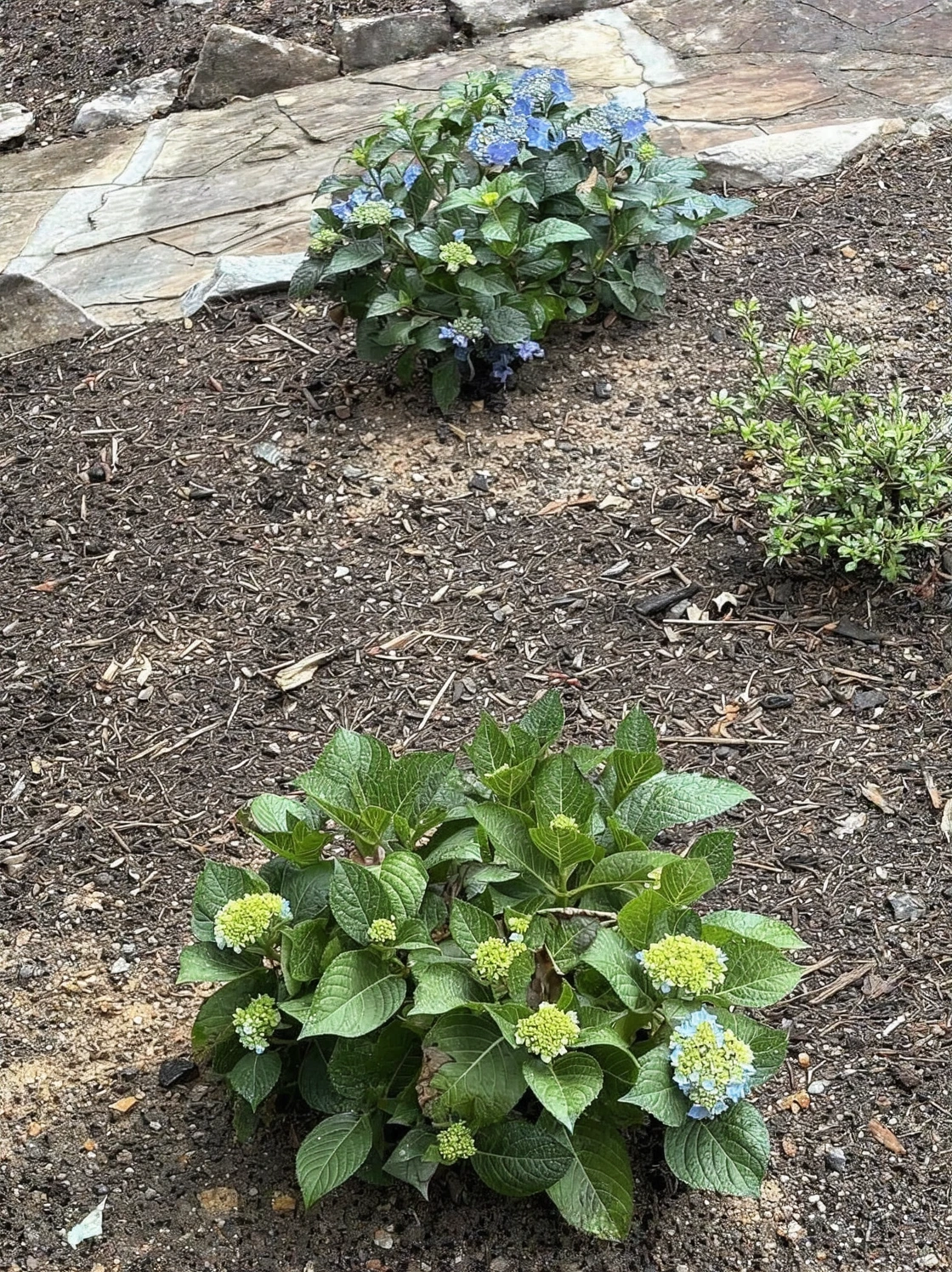 Customer review photo for The pH Adjustment That Saved My Dying Camellia