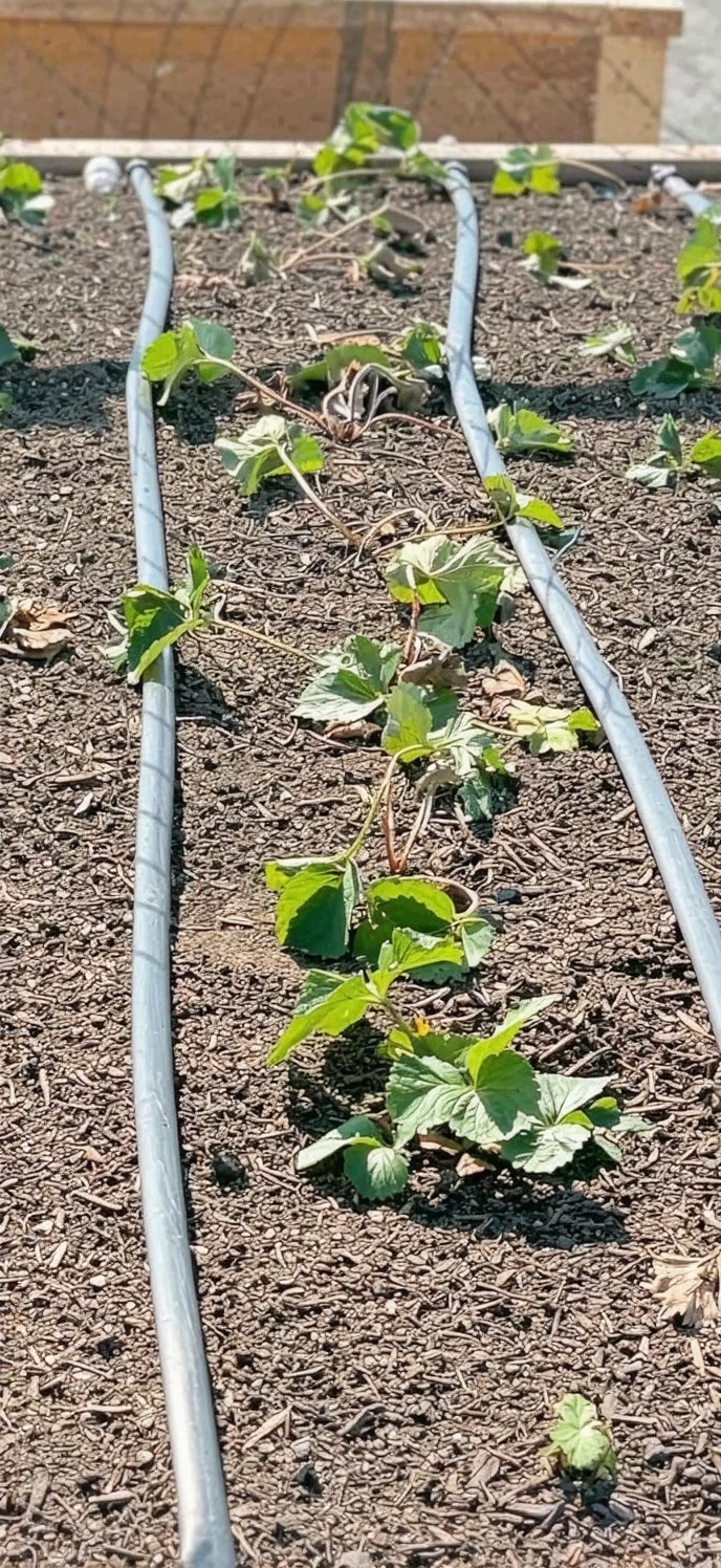 Customer photo of pH testing kit results showing acidic soil measurement for camellia plant care
