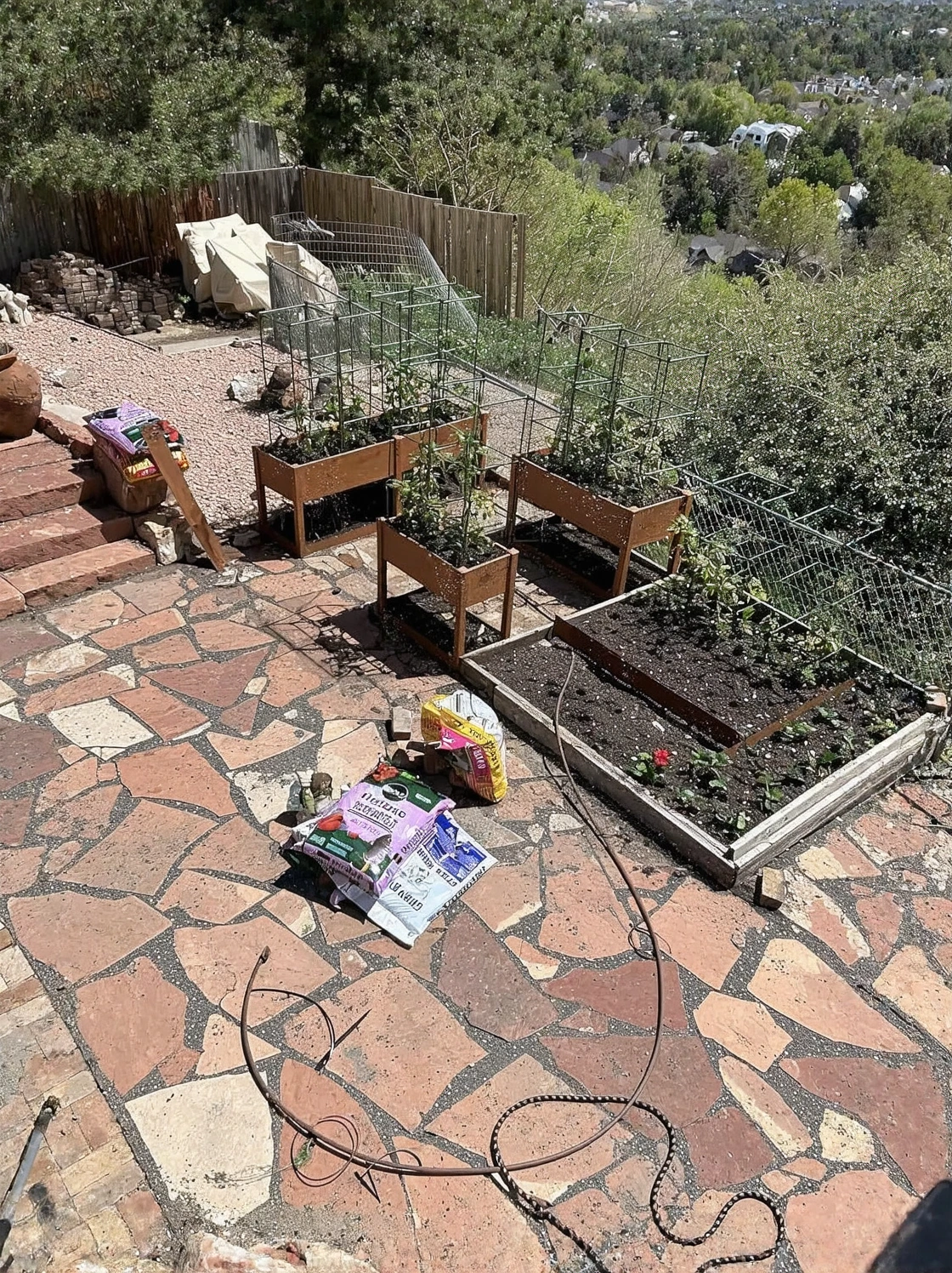 Customer review photo for The pH Adjustment That Saved My Dying Camellia
