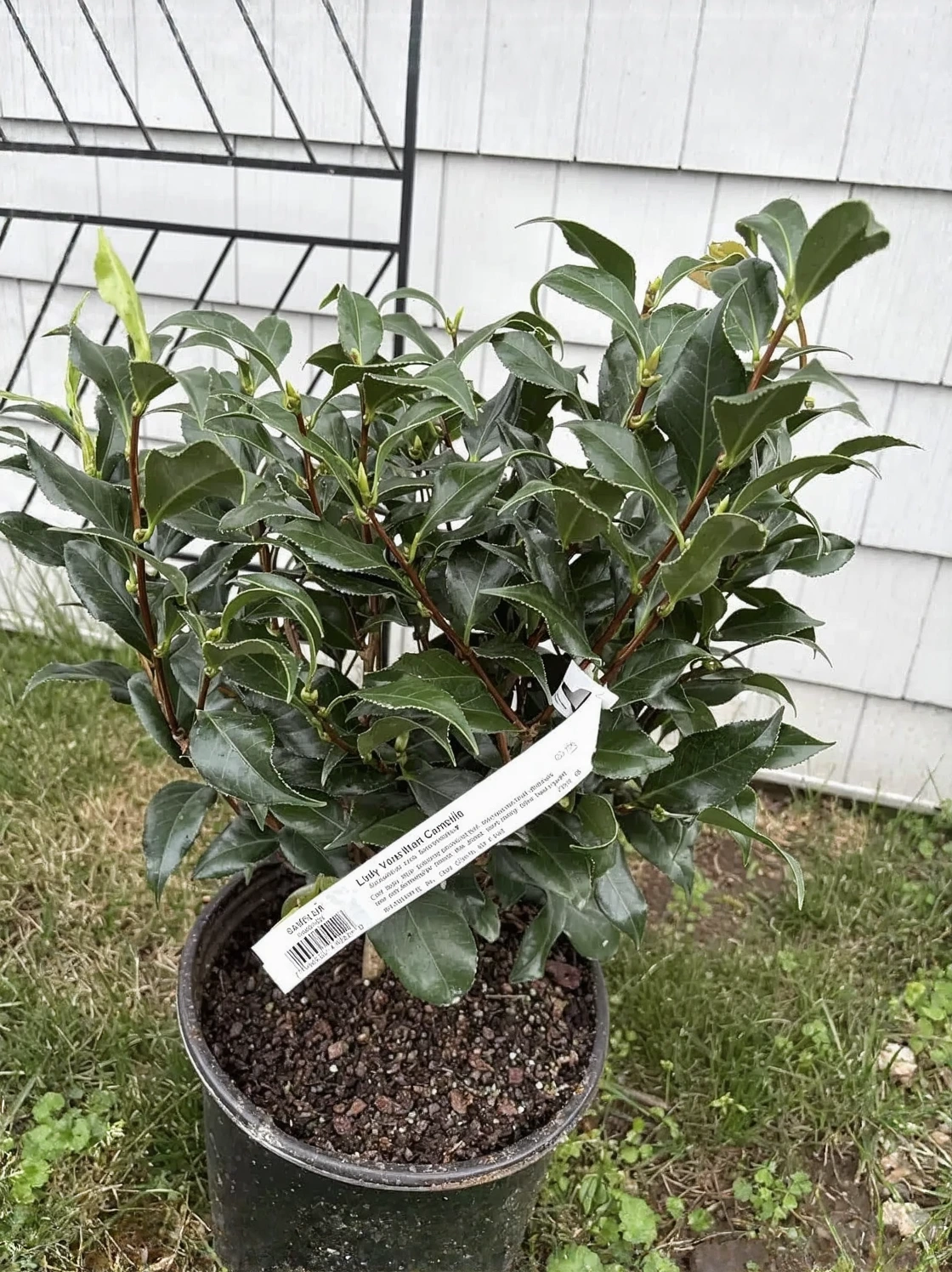 Customer review photo for 7 Camellia Varieties I Wish I Had Planted First