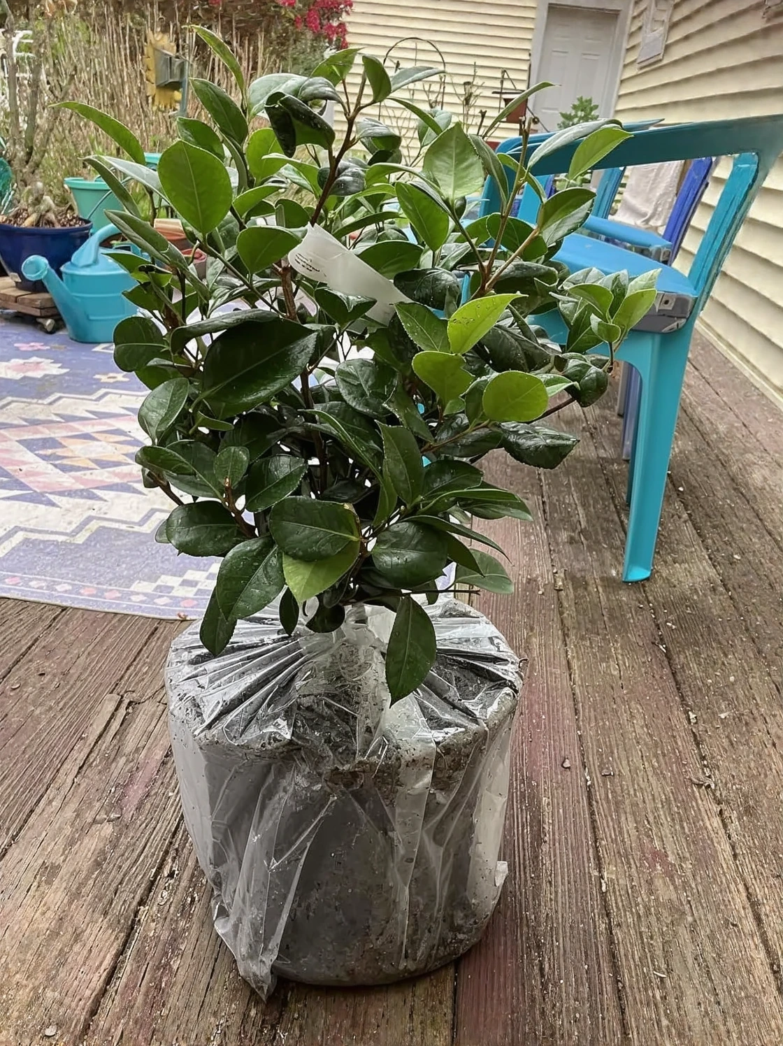 Customer photo of Camellia flowers blooming with pink petals and green foliage