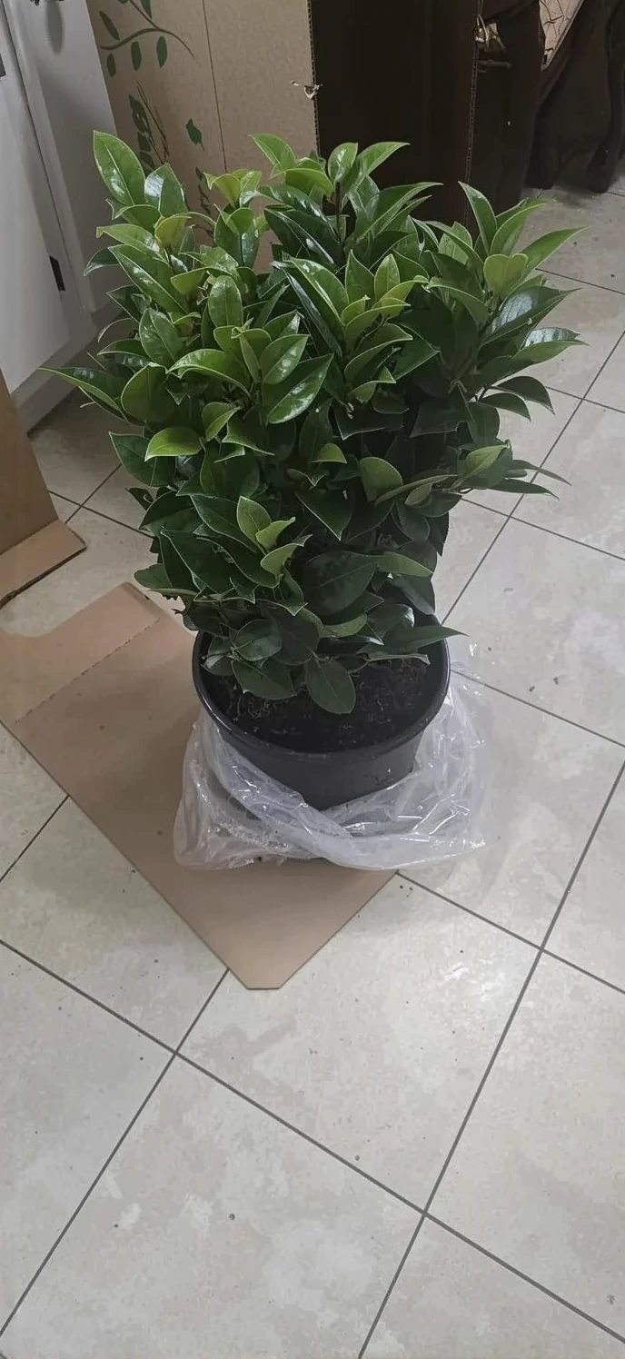 Customer photo of blooming camellia flowers showing pink petals and dark green foliage