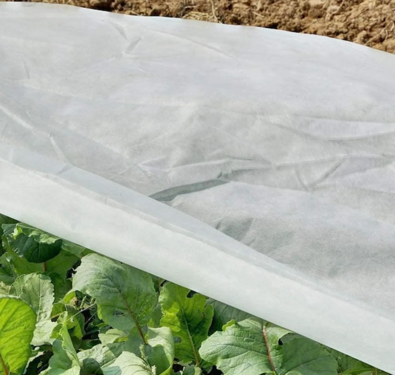 Customer review photo for I Tried Frost Cloth on My Camellias and It Saved the Late Blooms