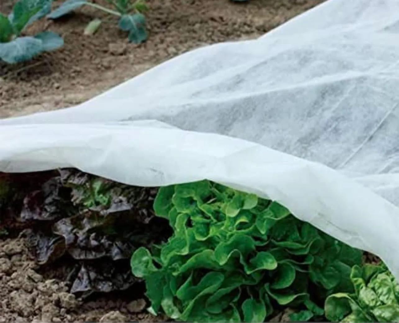 Customer photo of frost cloth draped over camellia plants in garden
