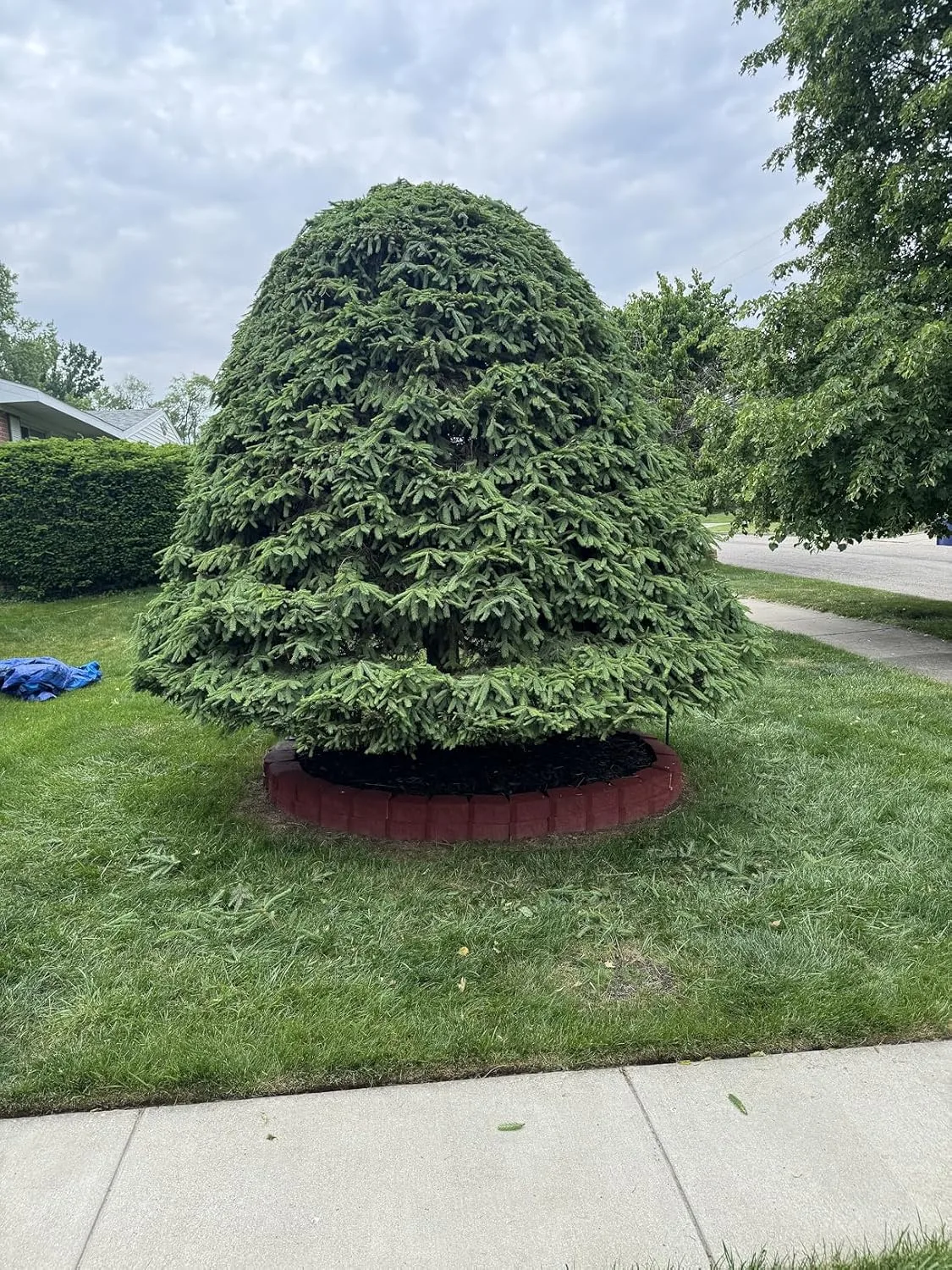 Customer photo of long-reach hedge trimmer cutting upper branches of tall camellia hedge