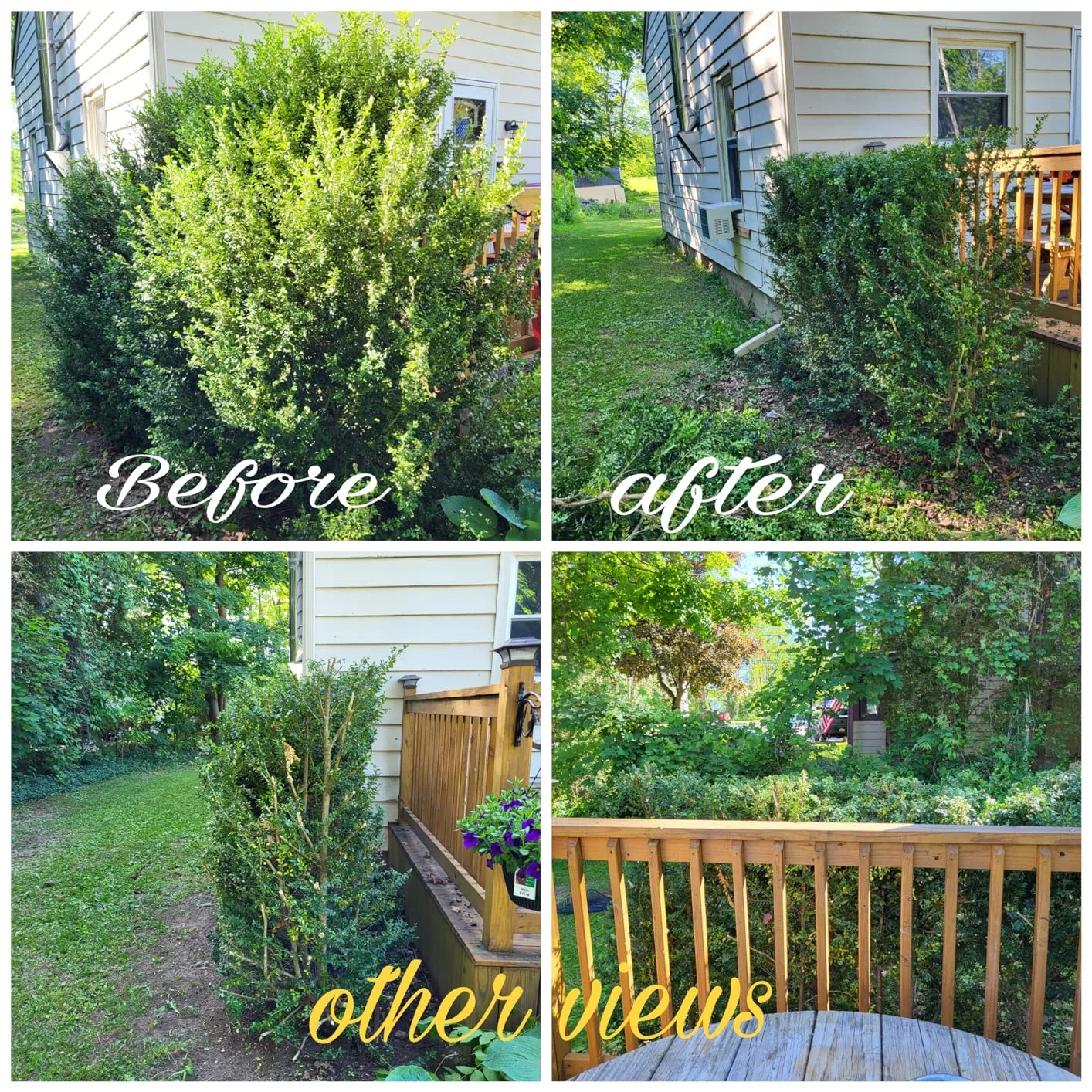 Customer photo of long-reach hedge trimmer being used on tall camellia hedge branches