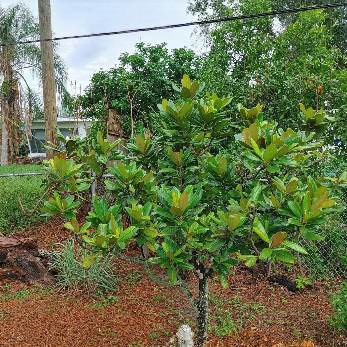 Customer photo of blooming camellia plant with pink flowers in full bloom