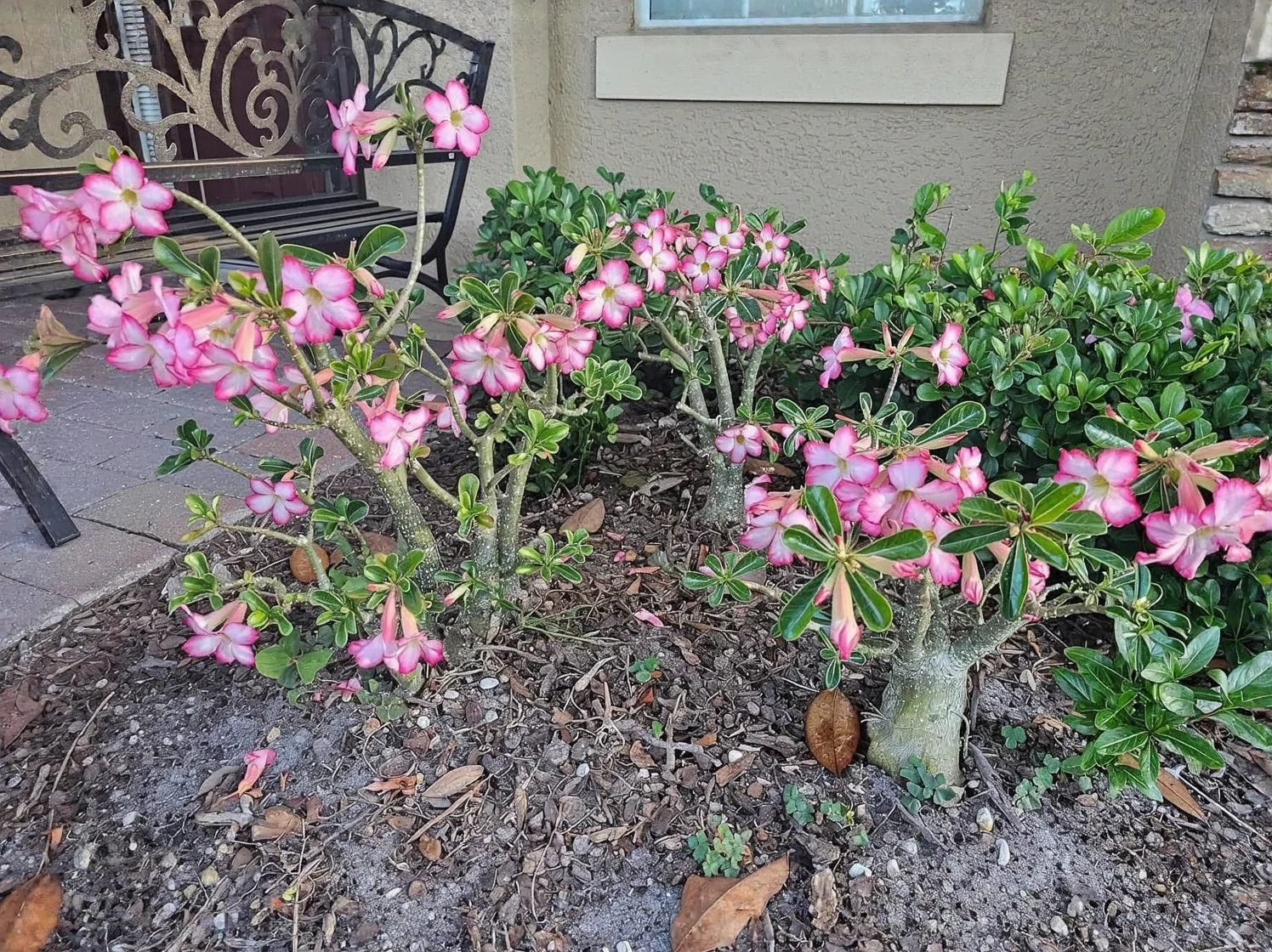 Customer photo of blooming camellia flowers on plant with glossy green leaves