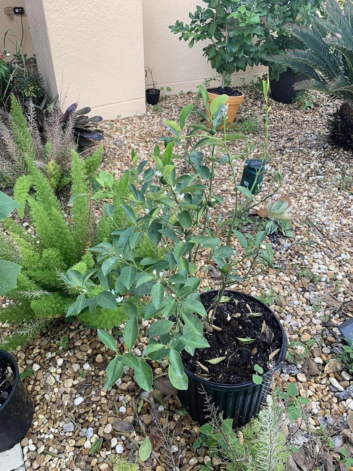 Customer photo of pine bark nuggets mulch spread around camellia plants in garden bed