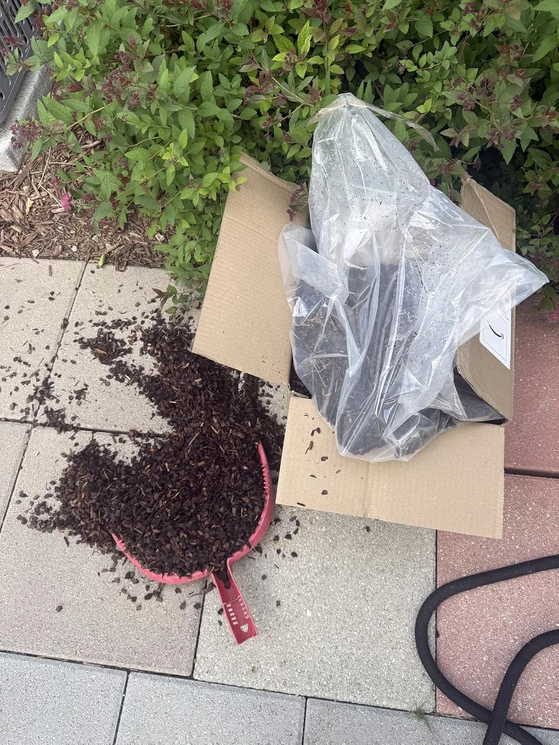 Customer photo of pine bark nuggets spread around camellia plants in garden soil