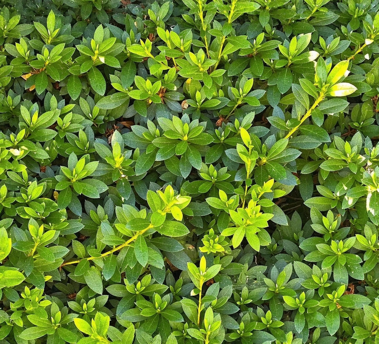 Customer photo of camellia plant with spring fertilizer application and green foliage