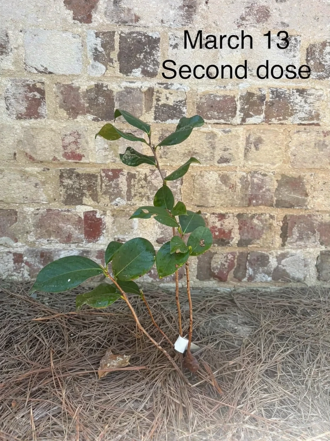 Customer photo of camellia plant with blooming flowers after using fertilizer