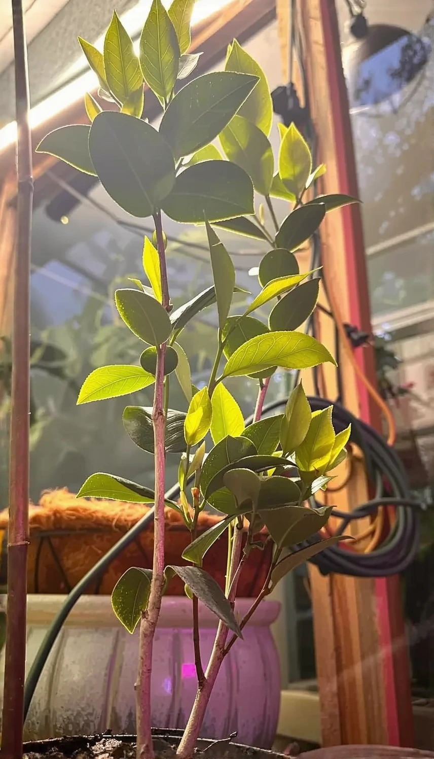 Customer photo of camellia flowers blooming on potted plant showing pink petals