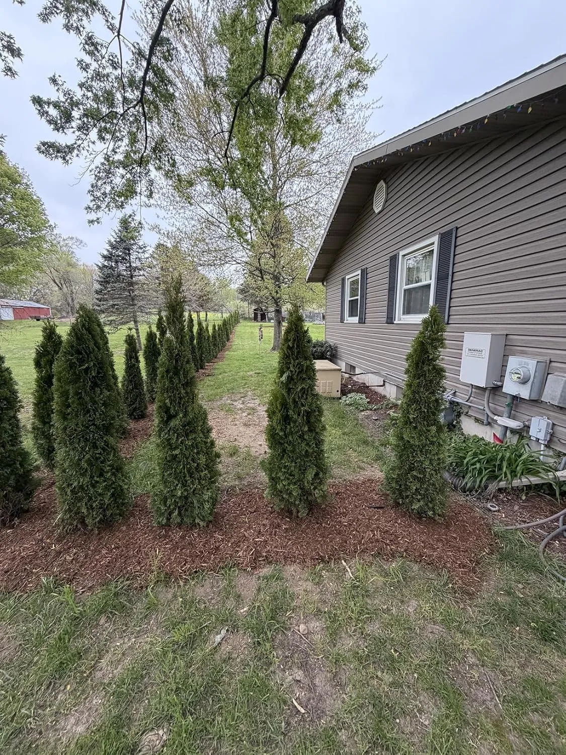 Customer photo of soaker hose laid around camellia plant roots in garden soil