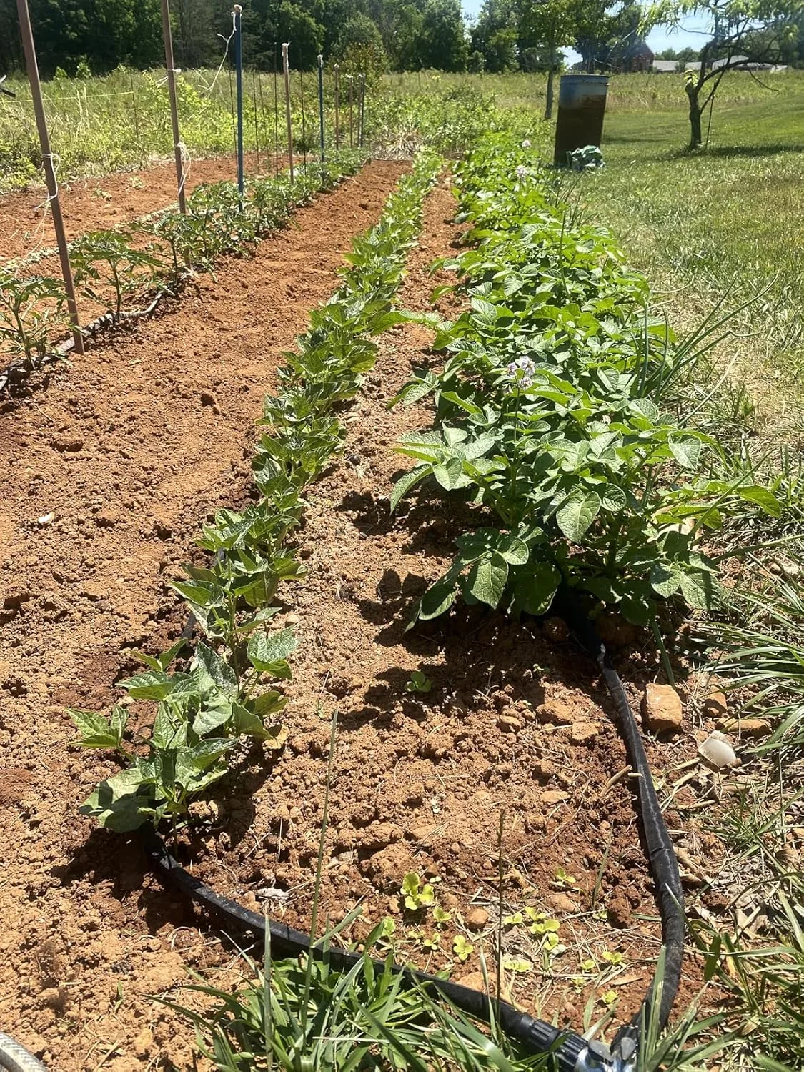 Customer photo of soaker hose laid around camellia plant roots in garden soil