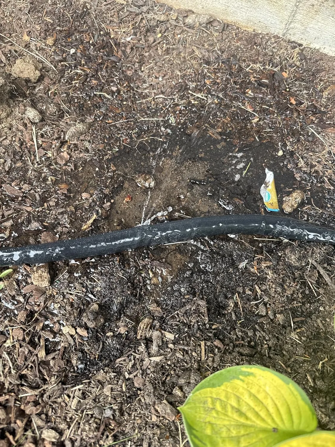 Customer photo of soaker hose laid around camellia plant roots in garden soil