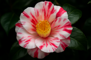 Variegated Camellia Varieties: The Striped and Speckled Beauties